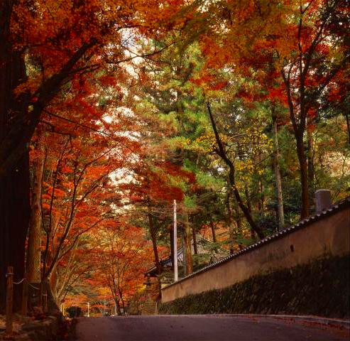紅葉が覆いかぶさる佛通寺の参道と石垣