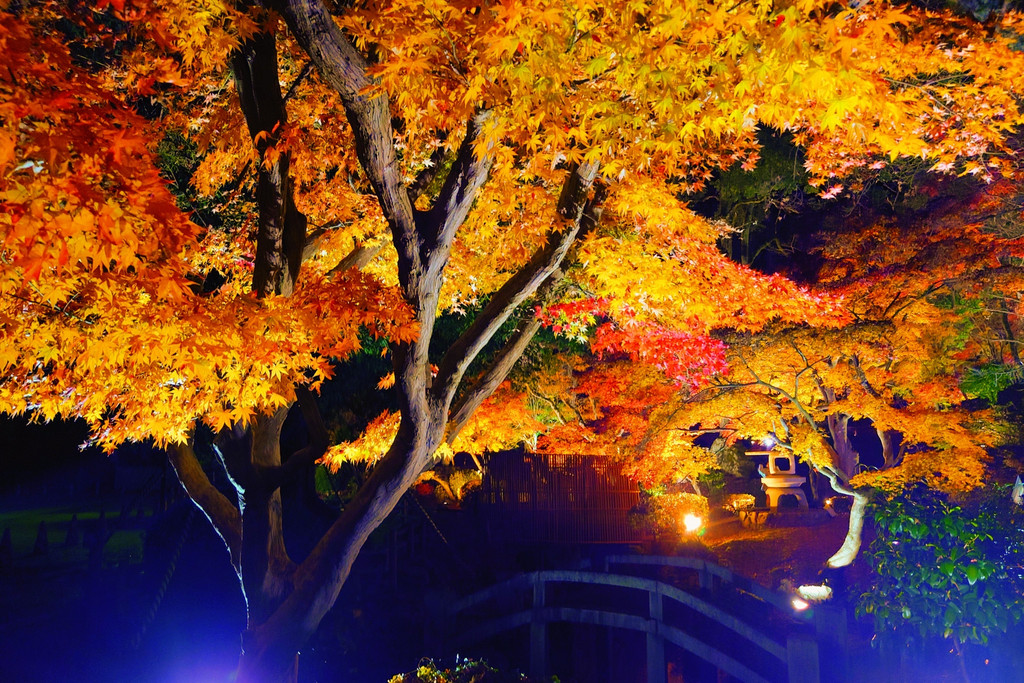 夜にライトアップされた黄色いモミジと太鼓橋