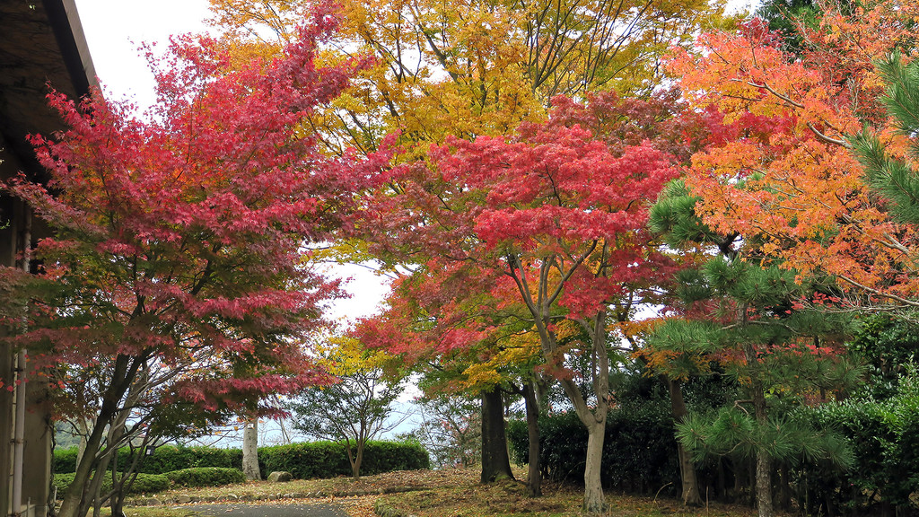 芝生の広場に赤く色づいたモミジが並ぶ園内