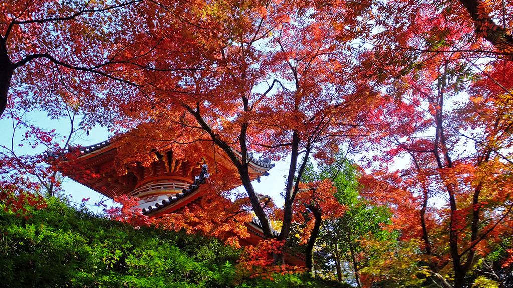 赤いモミジに包まれた三瀧寺の朱塗りの多宝塔