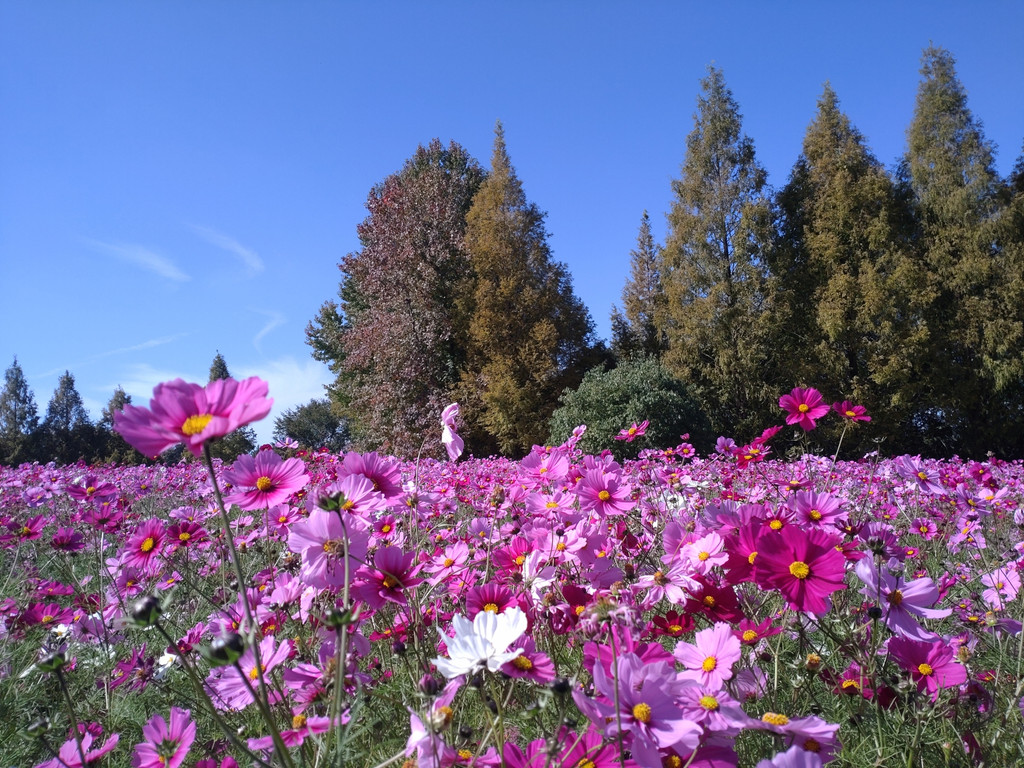 青空の下でピンクのコスモスが広がる花畑