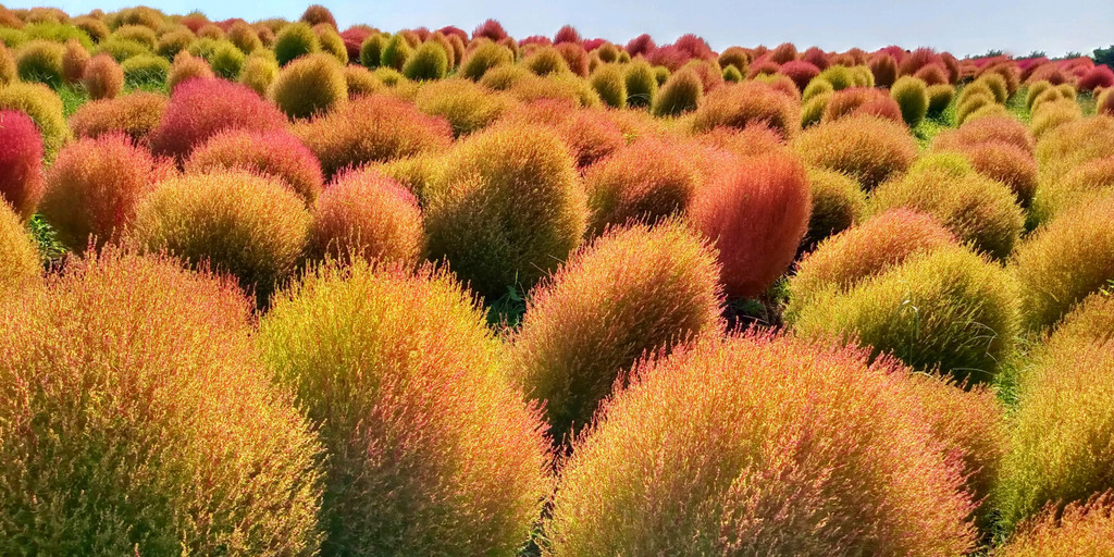 赤く色づいた丸いコキアが一面に並ぶ花畑