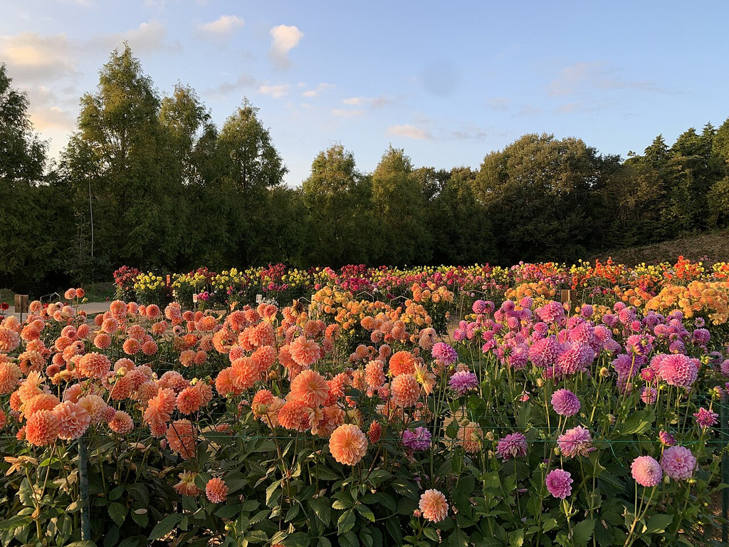オレンジとピンクのダリアが一面に咲く世羅高原の花畑
