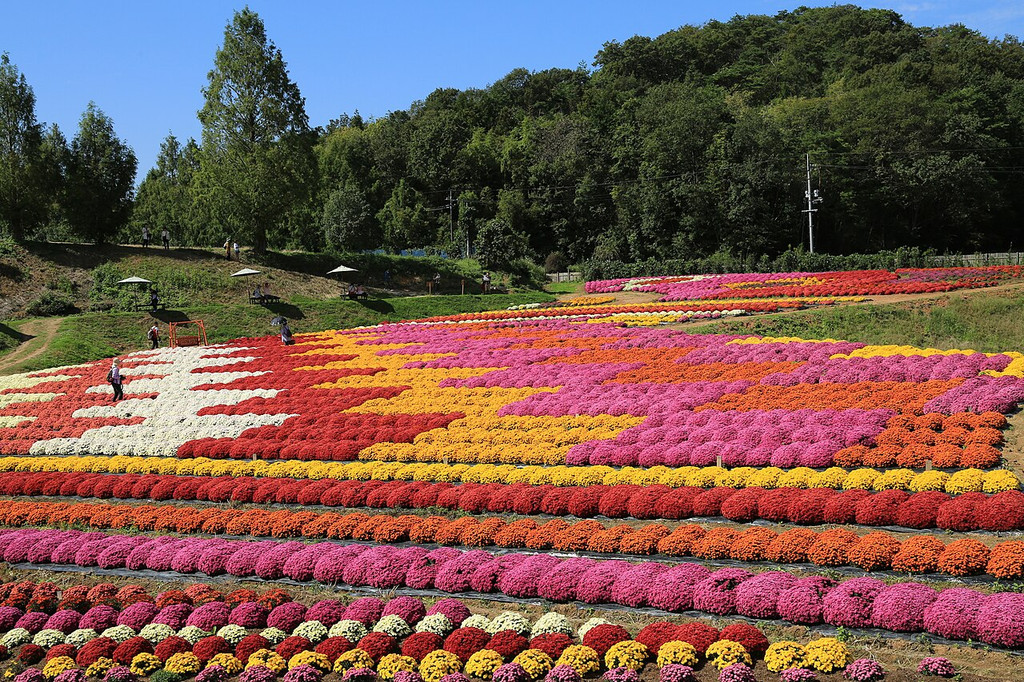 色ごとに帯状に植えられたガーデンマムの花畑