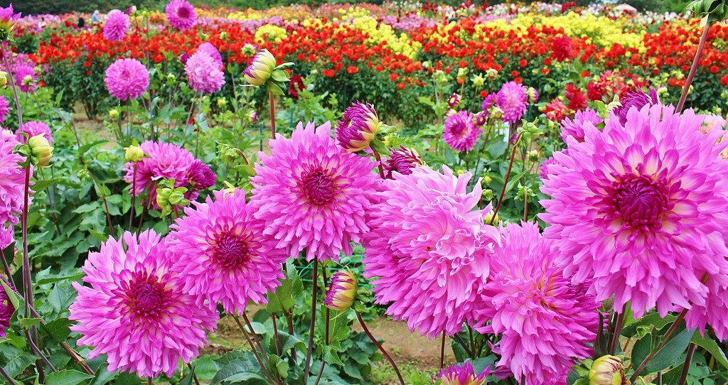 濃いピンクの大輪ダリアが咲く花畑のアップ