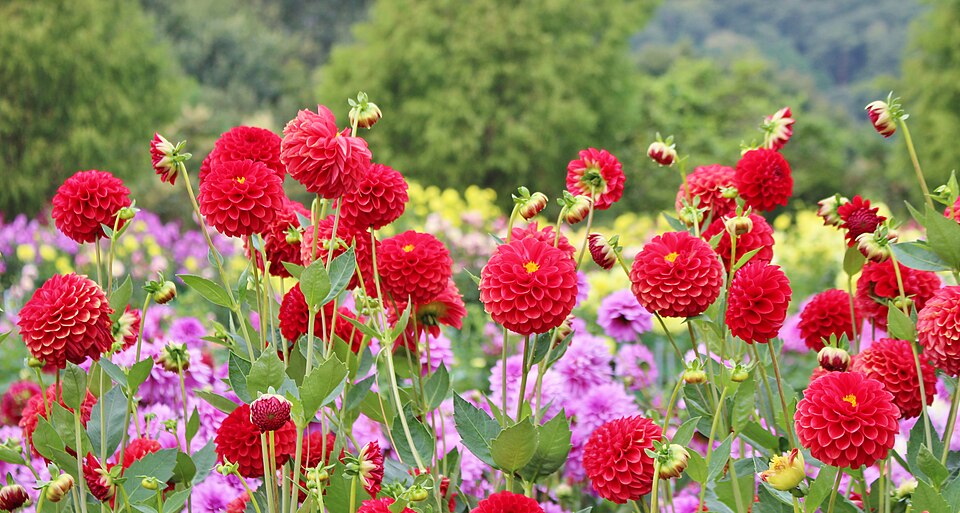 赤いダリアの向こうに緑の山並みが見える花畑