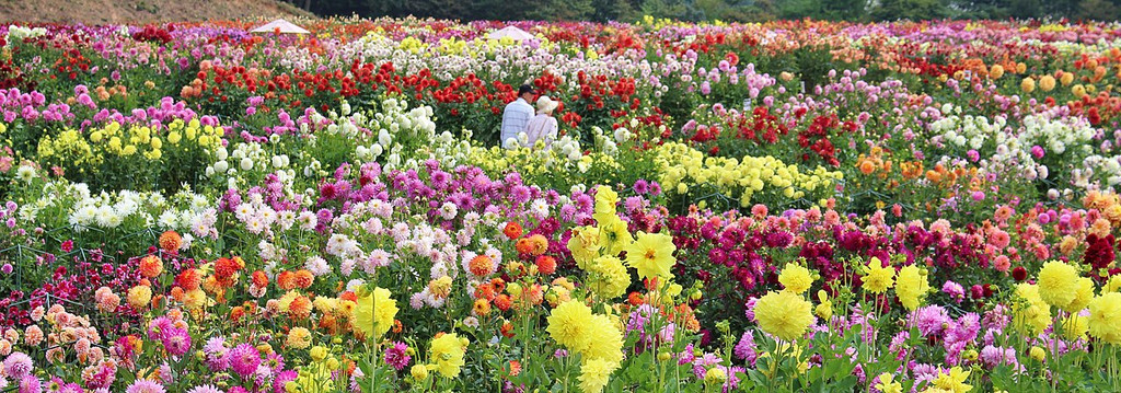 色とりどりのダリアが低い目線で一面に広がる花畑