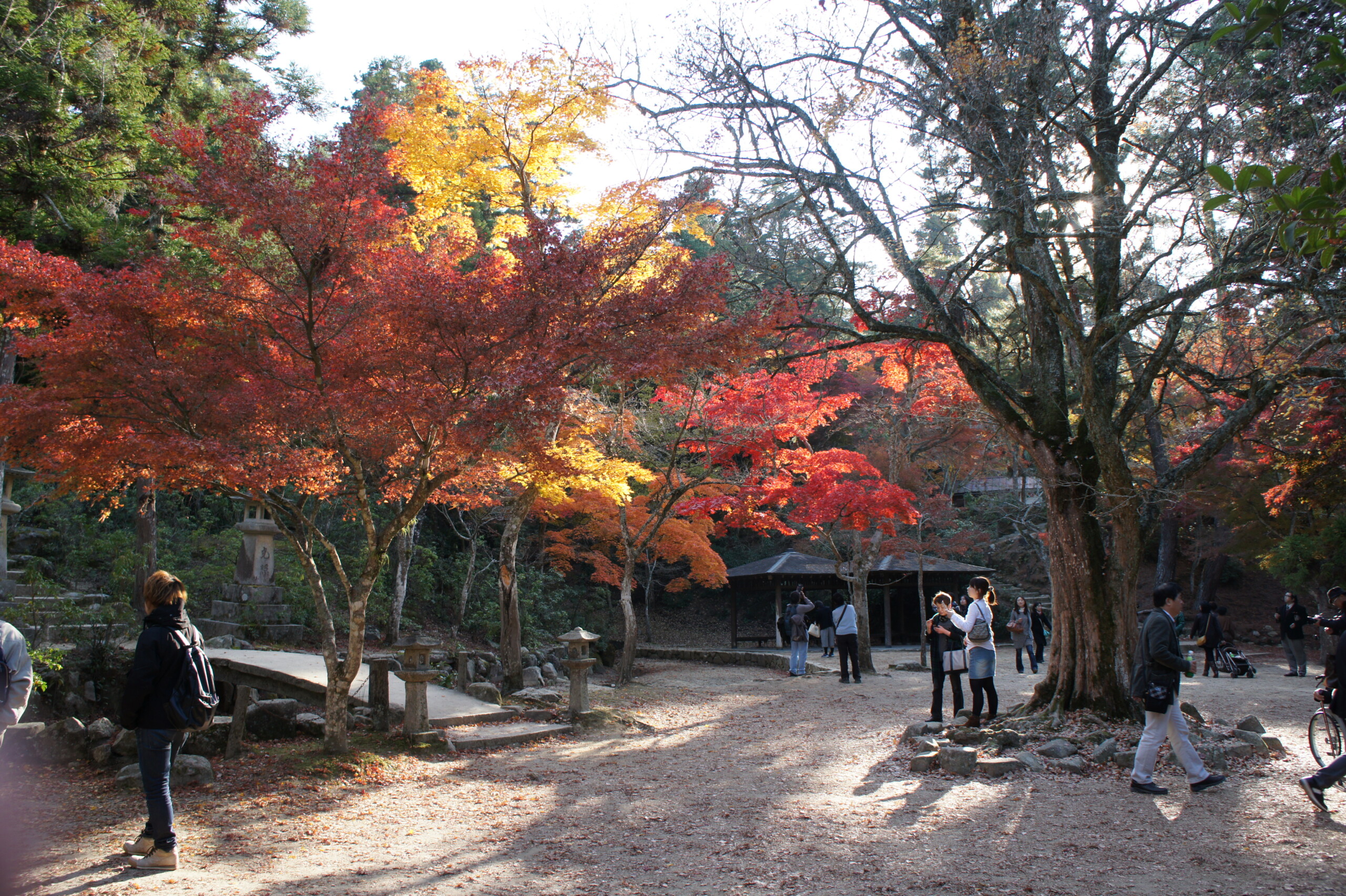 紅葉谷公園の遊歩道と橋、色づいたモミジ