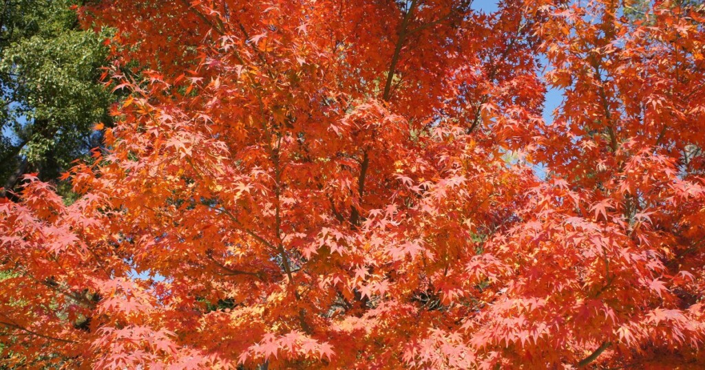 宮島・紅葉谷公園で赤く色づいたモミジ