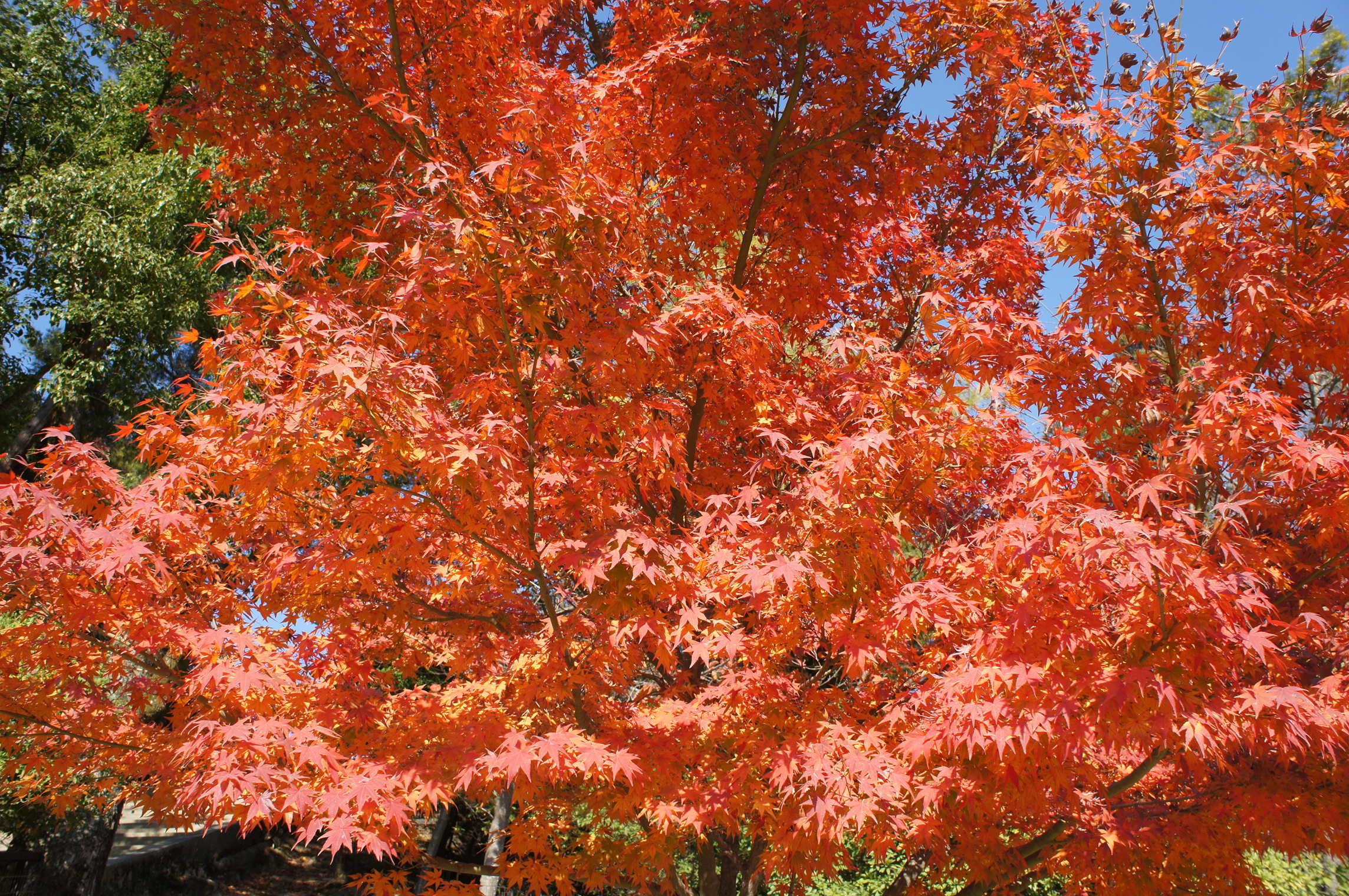 宮島・紅葉谷公園で赤く色づいたモミジ