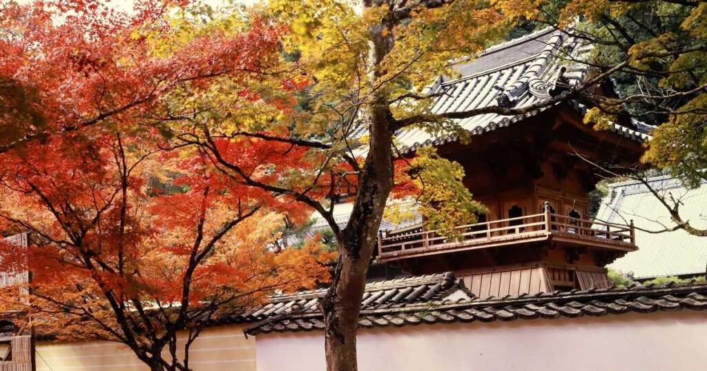 紅葉したモミジと佛通寺の堂