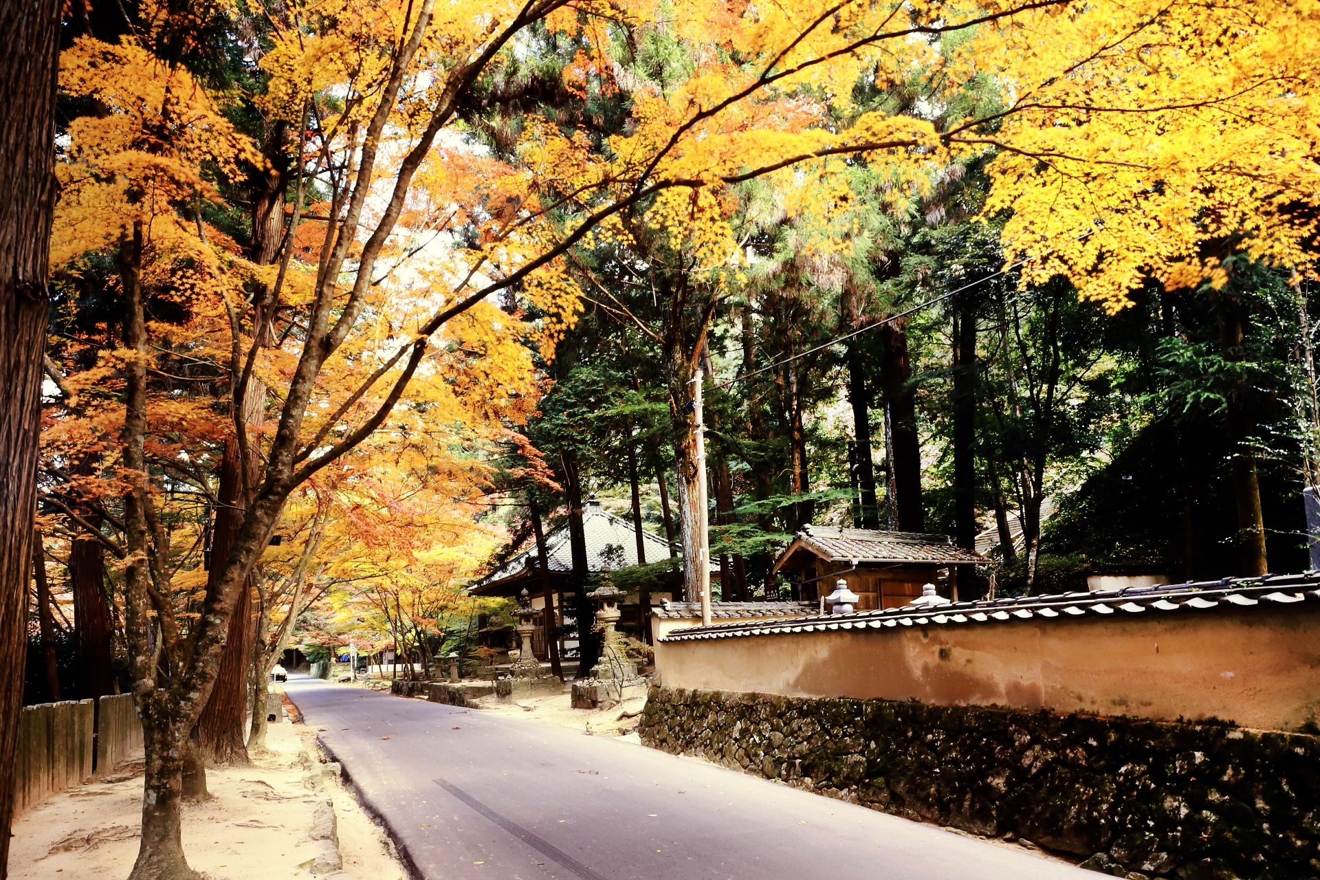 黄色く色づいた木々と土塀が続く佛通寺の参道