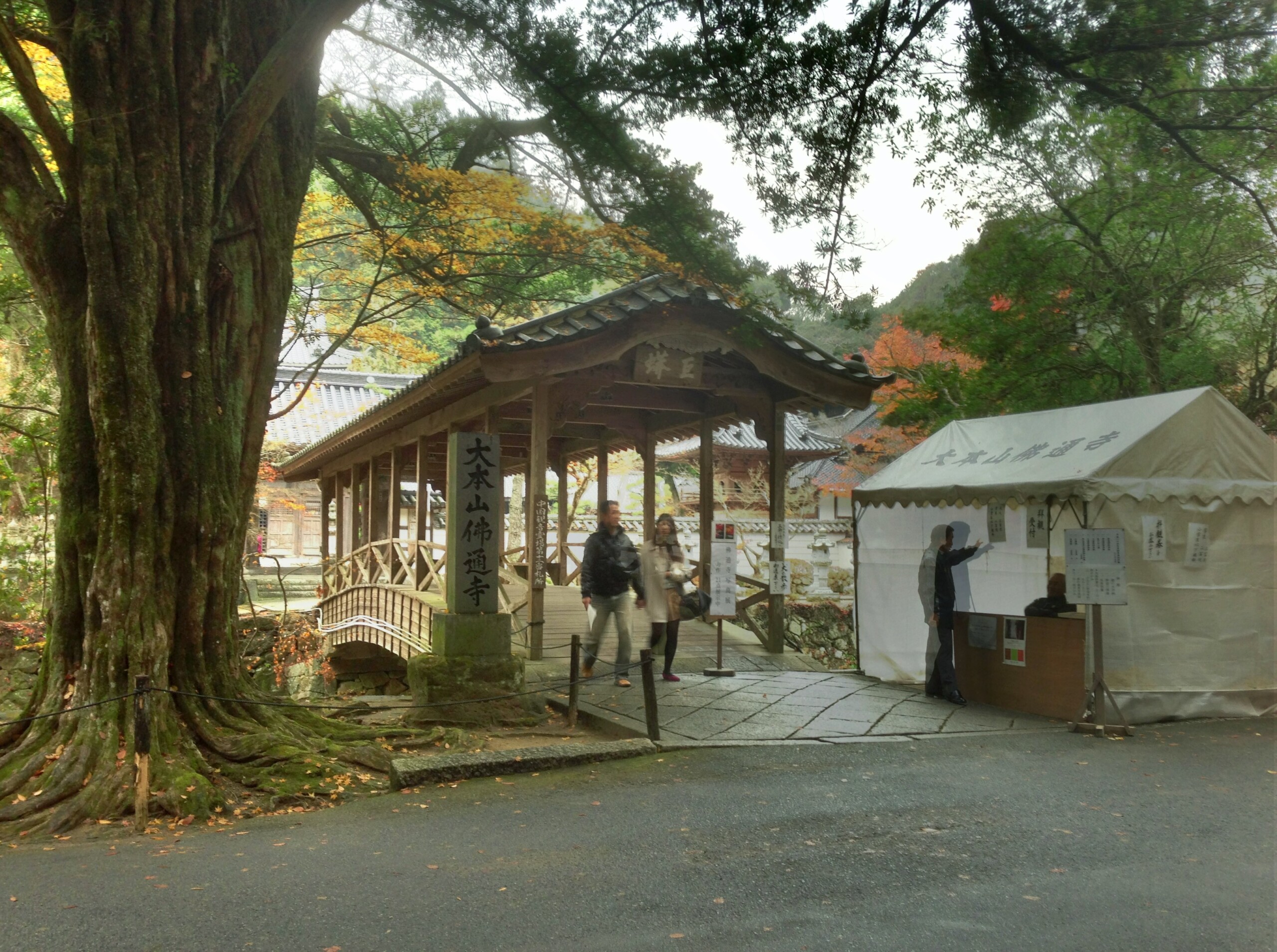 佛通寺の正門前の屋根付きの橋と、天然記念物のイヌマキの巨木