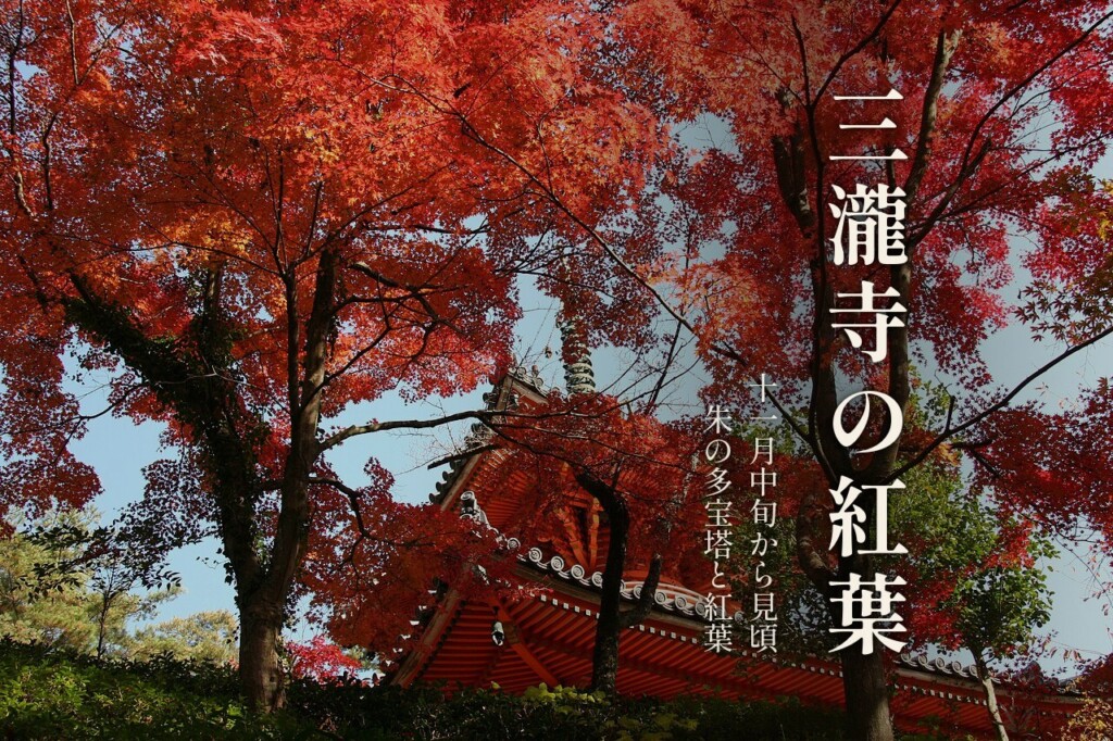 朱塗りの多宝塔を包む三瀧寺の紅葉と「三瀧寺の紅葉」の題字