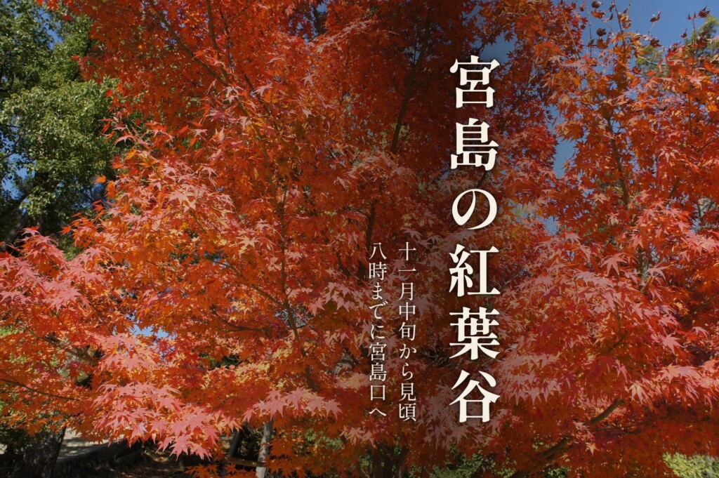 真っ赤に色づいた宮島・紅葉谷公園のモミジと「宮島の紅葉谷」の題字